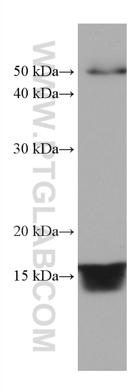 Western Blot (WB) analysis of human placenta tissue using PDE6D Monoclonal antibody (67565-1-Ig)