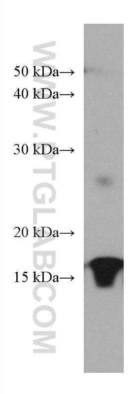 Western Blot (WB) analysis of rat retina tissue using PDE6D Monoclonal antibody (67565-1-Ig)
