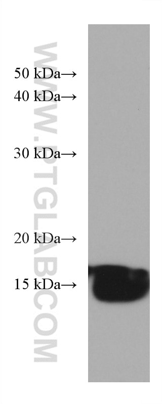 Western Blot (WB) analysis of mouse brain tissue using PDE6D Monoclonal antibody (67565-1-Ig)