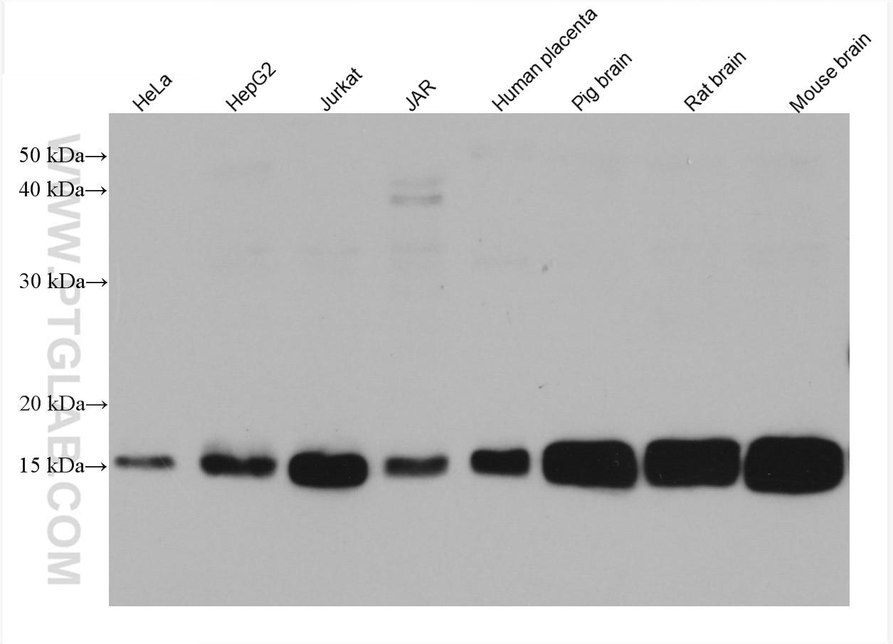 Western Blot (WB) analysis of various lysates using PDE6D Monoclonal antibody (67565-1-Ig)
