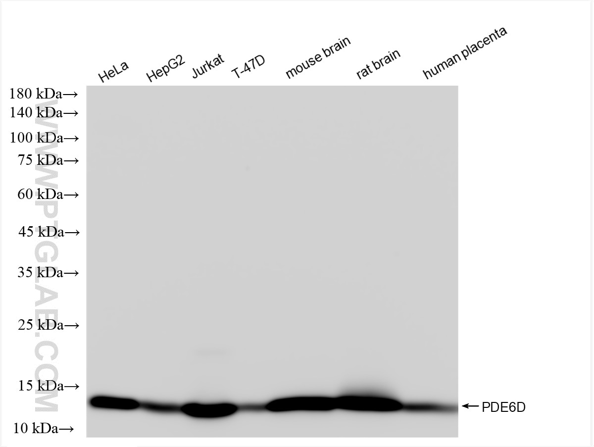 Western Blot (WB) analysis of various lysates using PDE6D Recombinant antibody (83503-1-RR)
