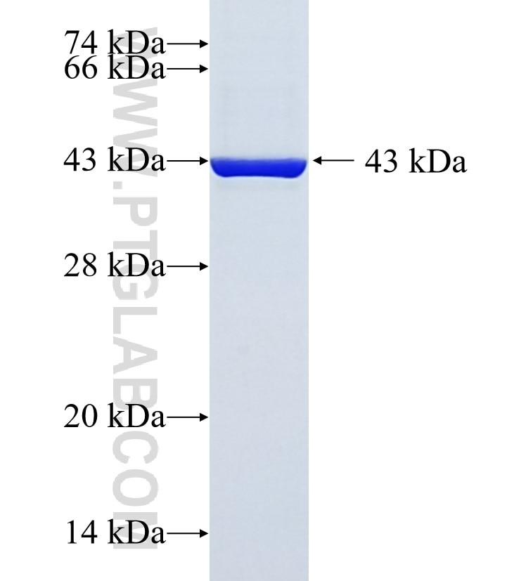 PDE6D fusion protein Ag29563 SDS-PAGE