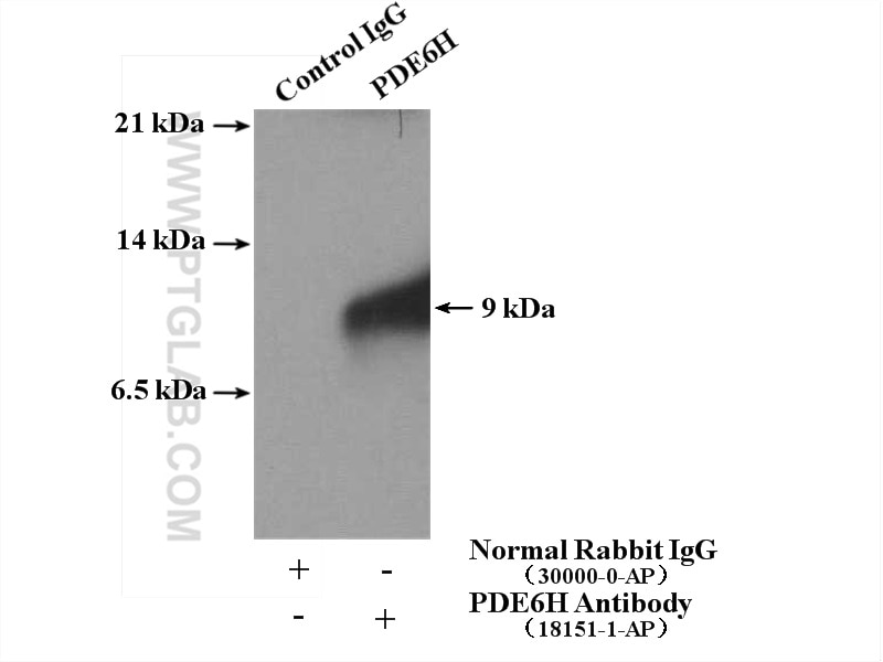 Immunoprecipitation (IP) experiment of mouse eye tissue using PDE6G/H Polyclonal antibody (18151-1-AP)