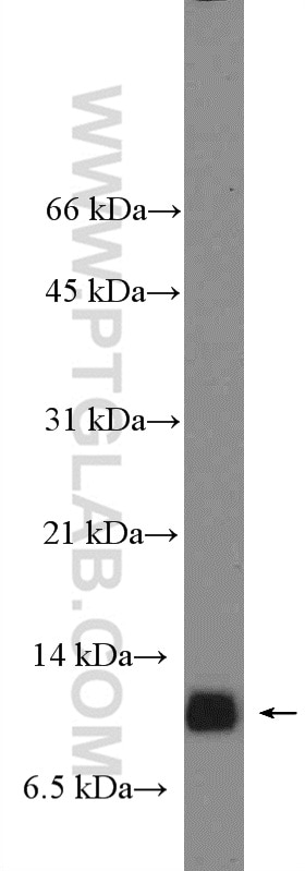 Western Blot (WB) analysis of mouse eye tissue using PDE6G/H Polyclonal antibody (18151-1-AP)