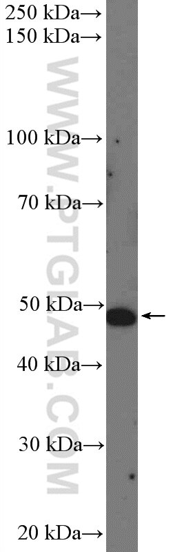 Western Blot (WB) analysis of Jurkat cells using PDE7A Polyclonal antibody (26277-1-AP)