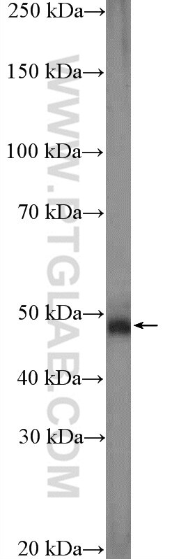 Western Blot (WB) analysis of K-562 cells using PDE7A Polyclonal antibody (26277-1-AP)