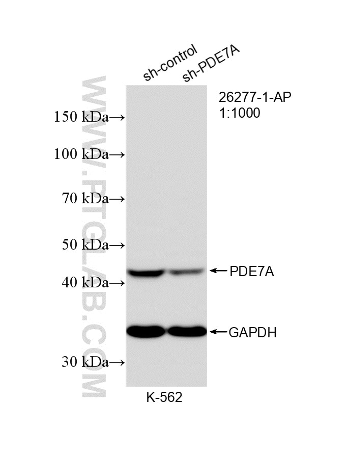 Western Blot (WB) analysis of K-562 cells using PDE7A Polyclonal antibody (26277-1-AP)