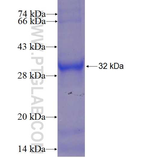 PDE7A fusion protein Ag24334 SDS-PAGE