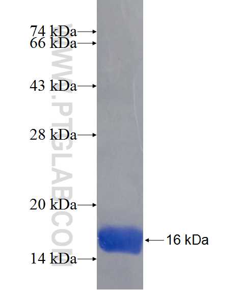 PDE7A fusion protein Ag24474 SDS-PAGE