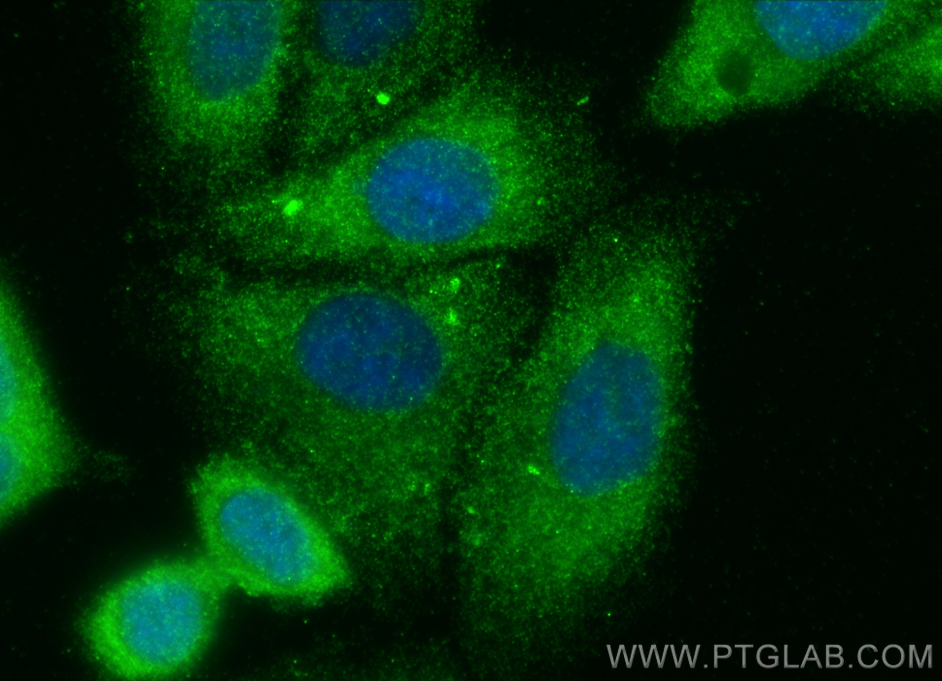 Immunofluorescence (IF) / fluorescent staining of HepG2 cells using PDE7B Polyclonal antibody (17771-1-AP)