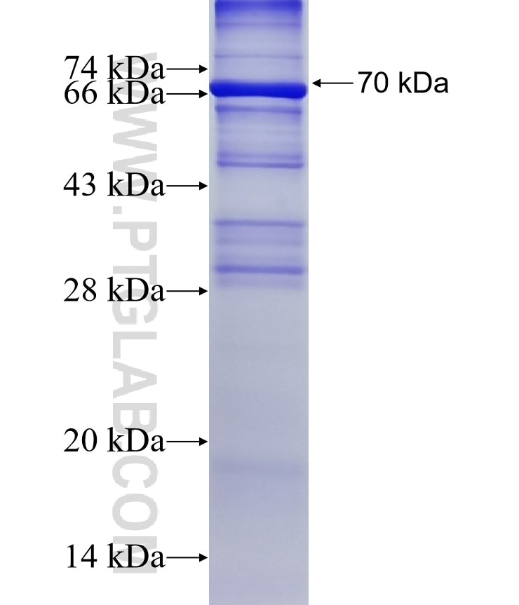 PDE7B fusion protein Ag12184 SDS-PAGE