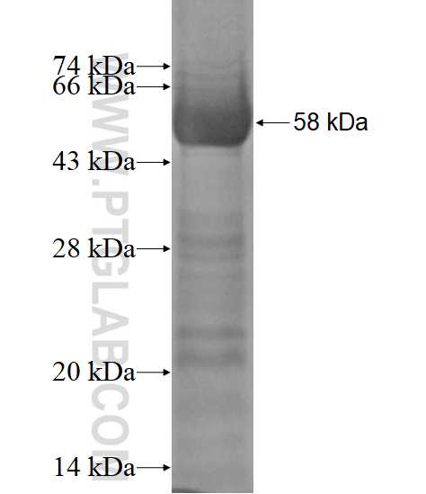 PDE7B fusion protein Ag12396 SDS-PAGE