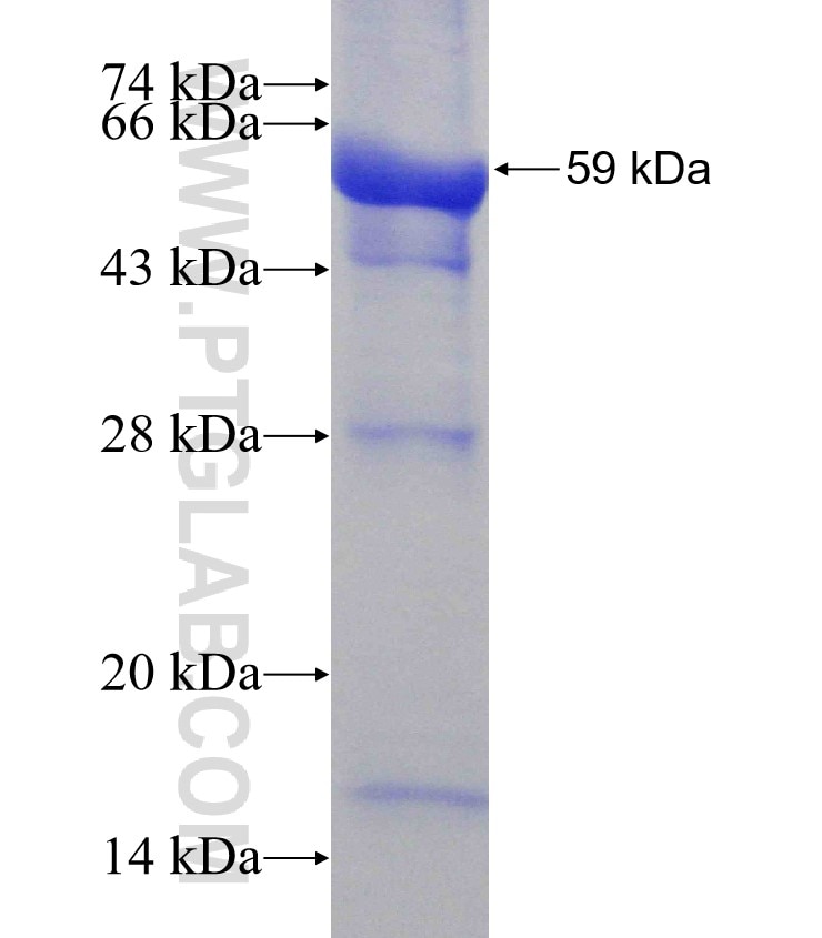 PDE8A fusion protein Ag5069 SDS-PAGE