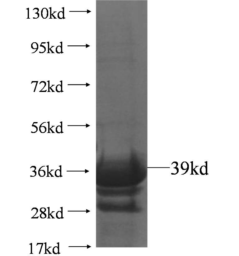 PDE8A fusion protein Ag5192 SDS-PAGE