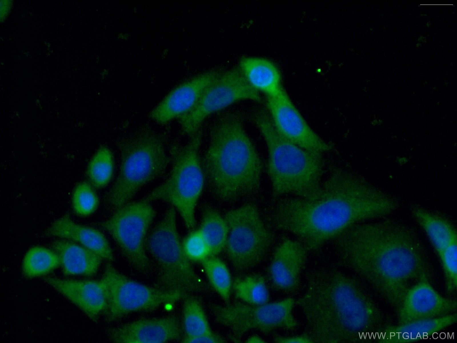 Immunofluorescence (IF) / fluorescent staining of A549 cells using PDE9A Polyclonal antibody (12648-1-AP)