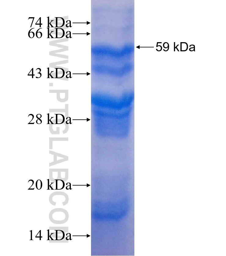 PDE9A fusion protein Ag3372 SDS-PAGE