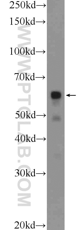 Western Blot (WB) analysis of MCF-7 cells using PDF Polyclonal antibody (24842-1-AP)