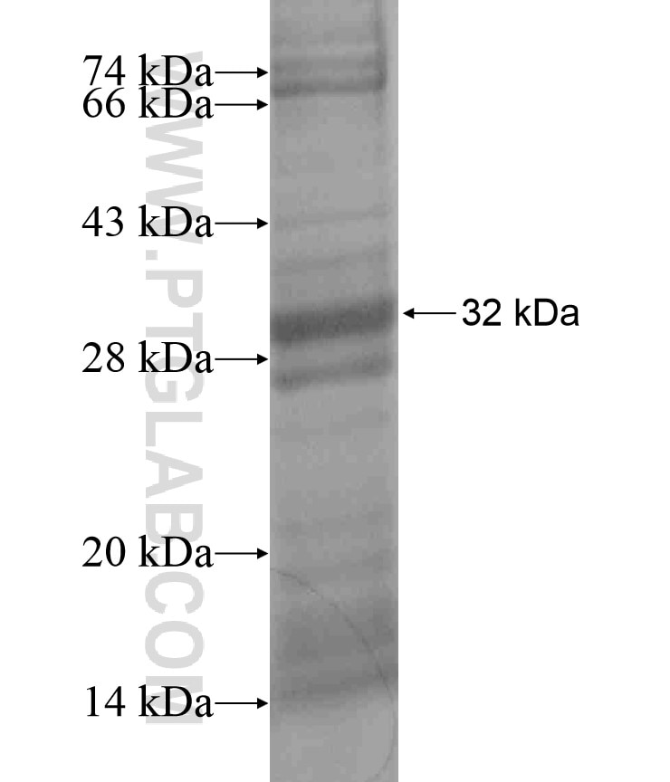 PDF fusion protein Ag18351 SDS-PAGE