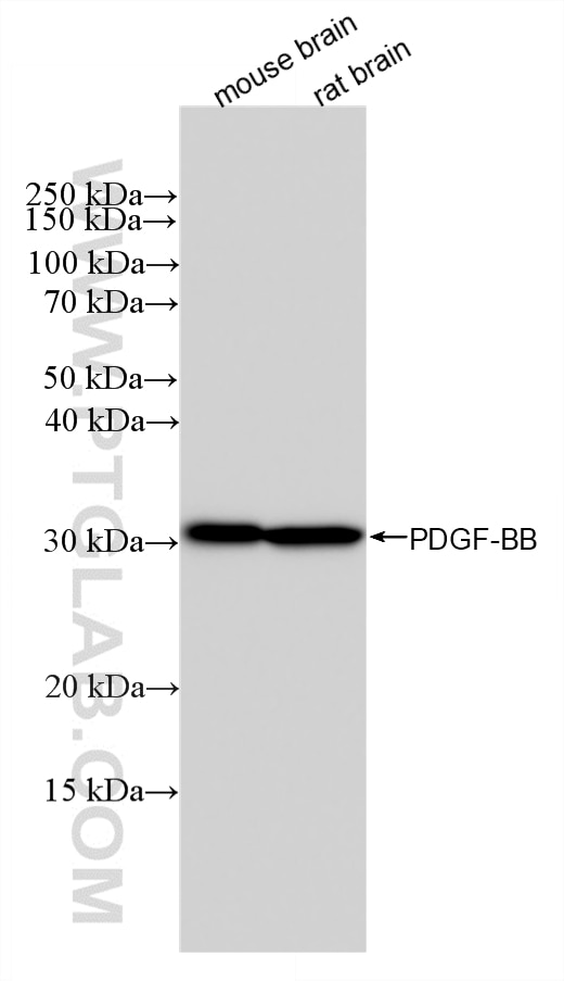WB analysis using 87506-1-RR Western Blot (WB) analysis of various lysates using PDGF-BB Recombinant monoclonal antibody (87506-1-RR)