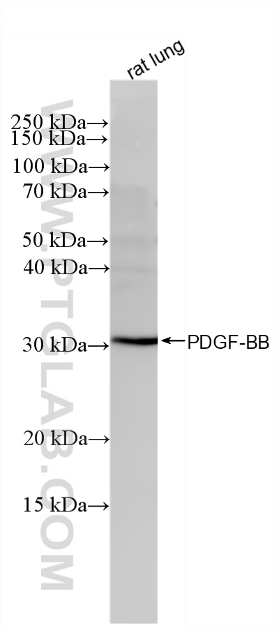 WB analysis of rat lung using 87506-1-RR Western Blot (WB) analysis of rat lung tissue using PDGF-BB Recombinant monoclonal antibody (87506-1-RR)