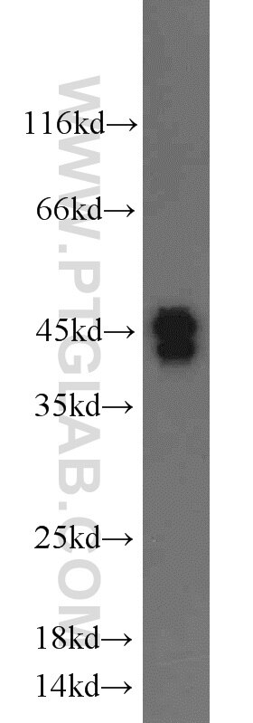 Western Blot (WB) analysis of mouse brain tissue using PDGFA Polyclonal antibody (22011-1-AP)