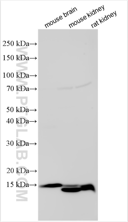 Western Blot (WB) analysis of various lysates using PDGFA Polyclonal antibody (26940-1-AP)