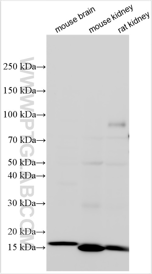 Western Blot (WB) analysis of various lysates using PDGFA Polyclonal antibody (26940-1-AP)