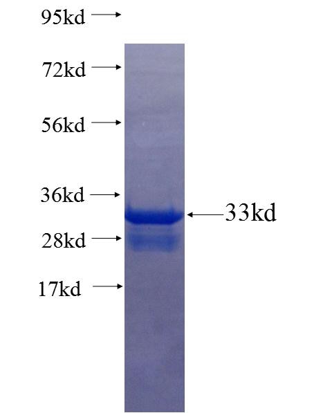 PDGFA fusion protein Ag25643 SDS-PAGE
