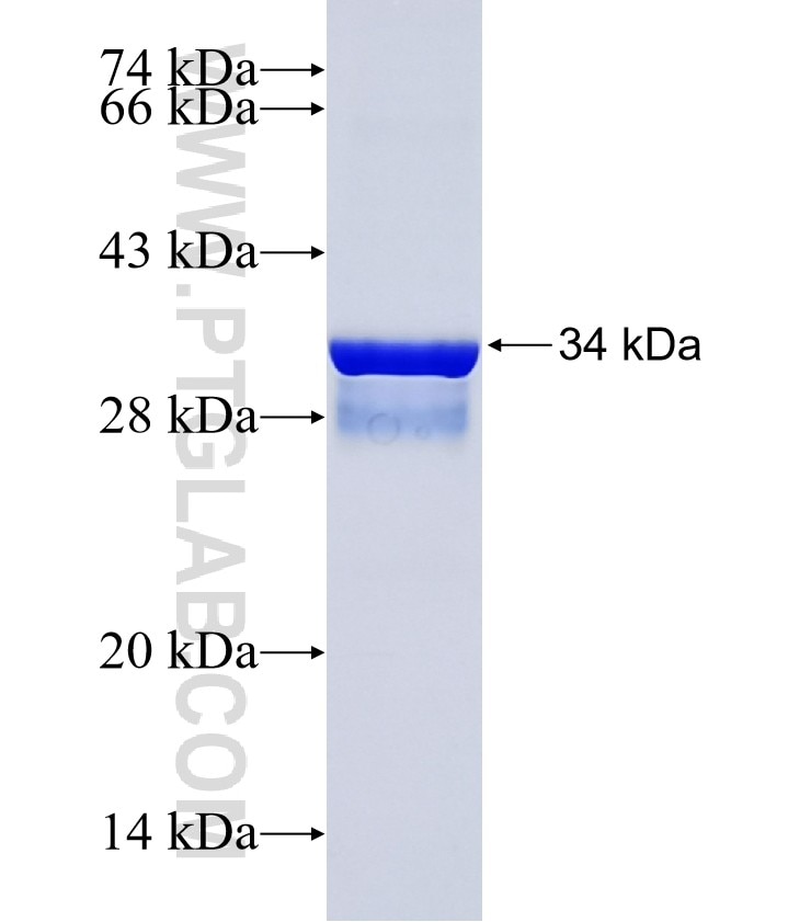 PDGFA fusion protein Ag25643 SDS-PAGE