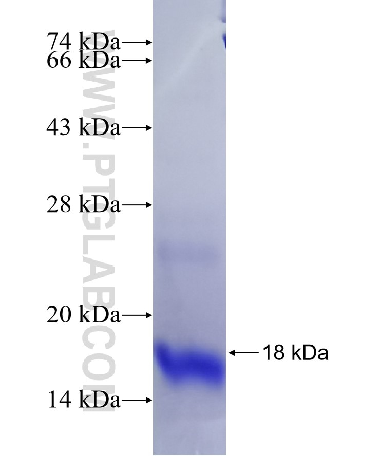 PDGFA fusion protein Ag26228 SDS-PAGE