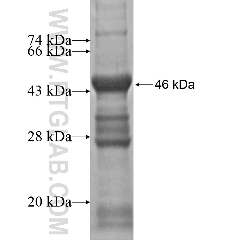 PDGFA fusion protein Ag16340 SDS-PAGE