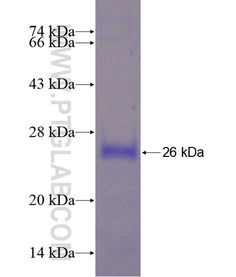 PDGFA fusion protein Ag17993 SDS-PAGE