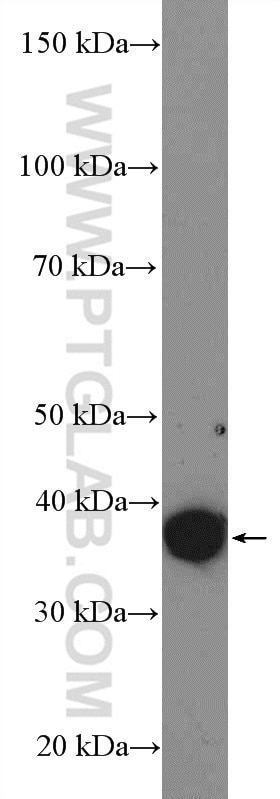 Western Blot (WB) analysis of MDA-MB-453s cells using PDGFC Polyclonal antibody (55076-1-AP)