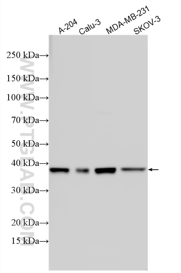 Various lysates were subjected to SDS PAGE followed by western blot with 55076-1-AP (PDGFC antibody) at dilution of 1:500 incubated at room temperature for 1.5 hours. Western Blot (WB) analysis of various lysates using PDGFC Polyclonal antibody (55076-1-AP)