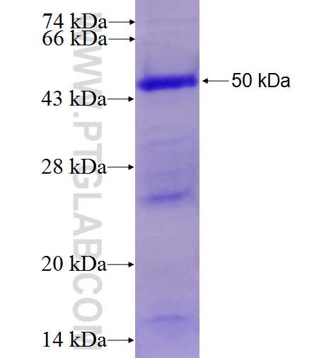 PDGFD fusion protein Ag5154 SDS-PAGE