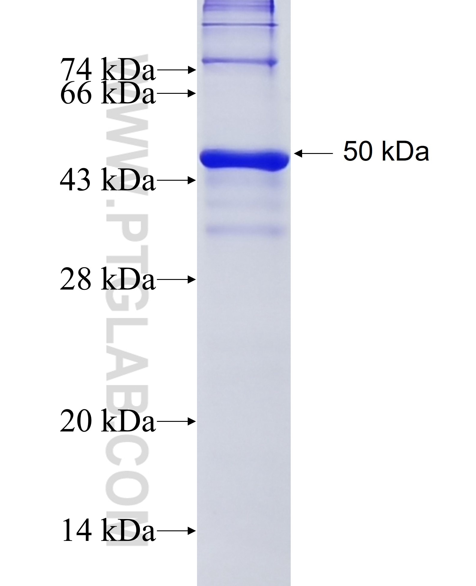 PDGFD fusion protein Ag5154 SDS-PAGE