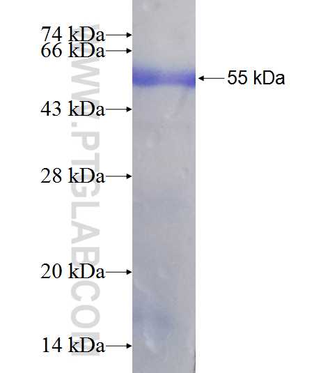 PDGFD fusion protein Ag7430 SDS-PAGE