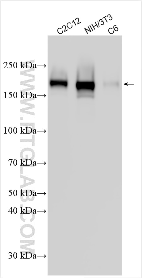 Western Blot (WB) analysis of various lysates using PDGFR beta Polyclonal antibody (32335-1-AP)