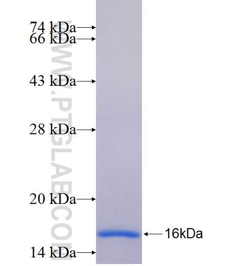 PDGFRA fusion protein Ag26197 SDS-PAGE