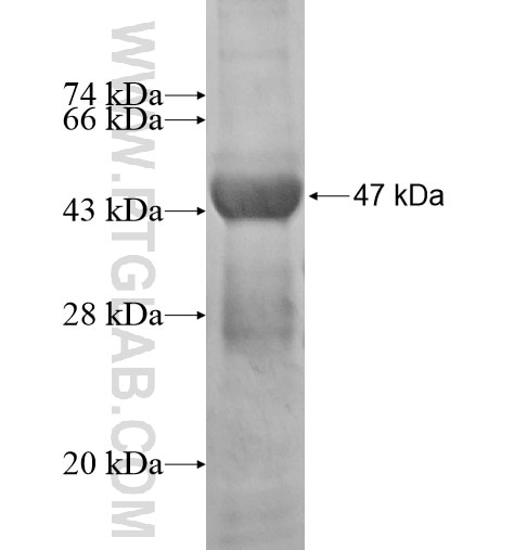 PDGFRA fusion protein Ag1385 SDS-PAGE