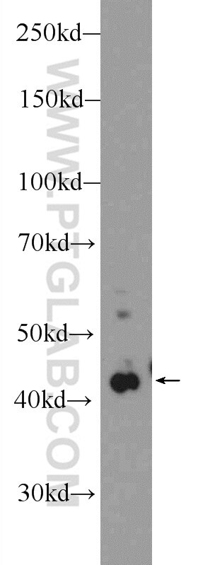Western Blot (WB) analysis of L02 cells using PDGFRL Polyclonal antibody (16217-1-AP)