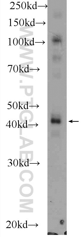 Western Blot (WB) analysis of mouse liver tissue using PDGFRL Polyclonal antibody (16217-1-AP)