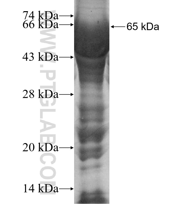 PDGFRL fusion protein Ag9218 SDS-PAGE