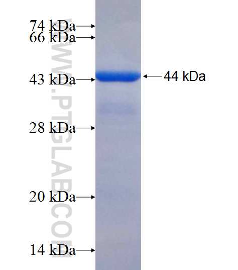 PDGFRL fusion protein Ag9300 SDS-PAGE