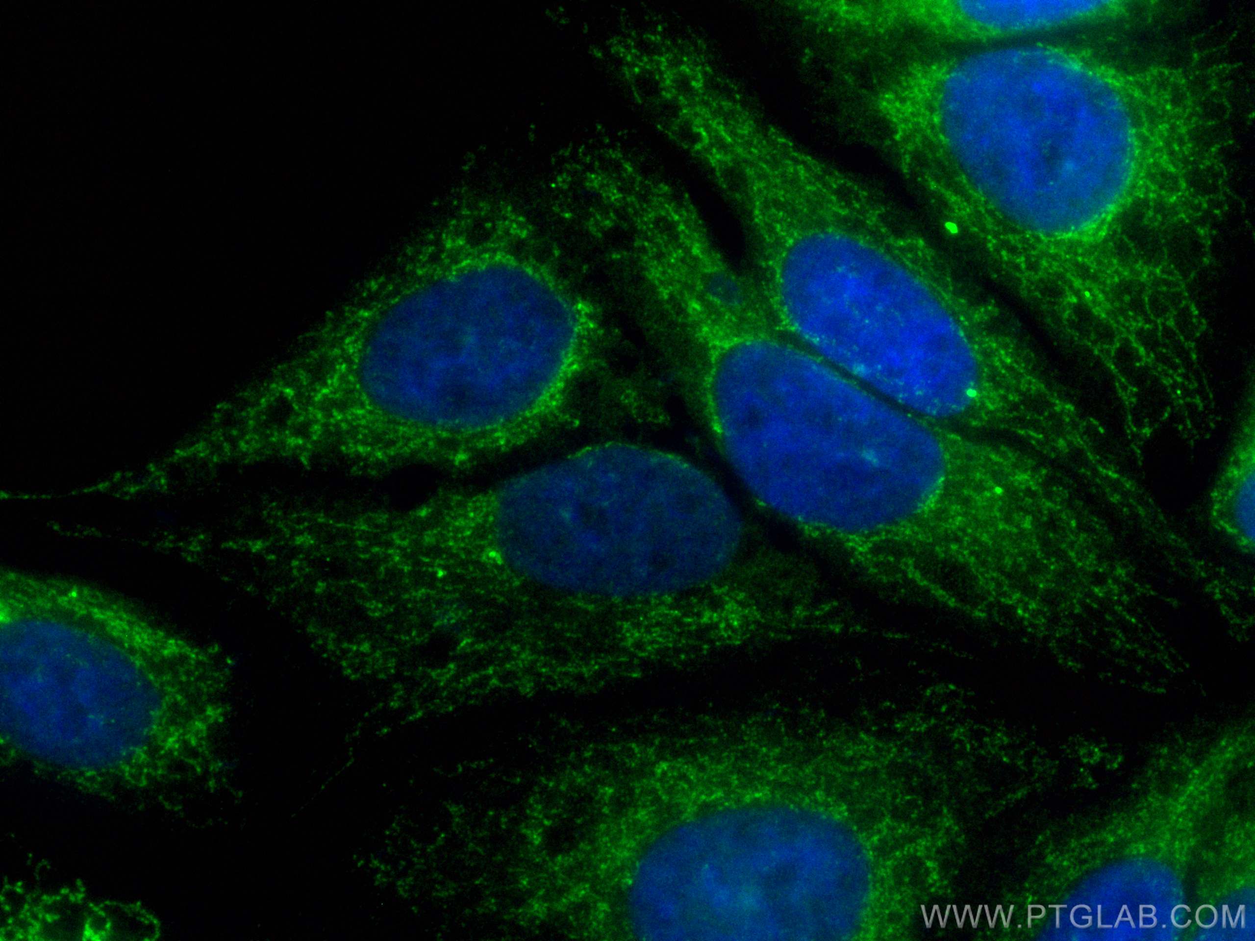 Immunofluorescence (IF) / fluorescent staining of HepG2 cells using CoraLite® Plus 488-conjugated PDH E1 Alpha Polyclo (CL488-18068)