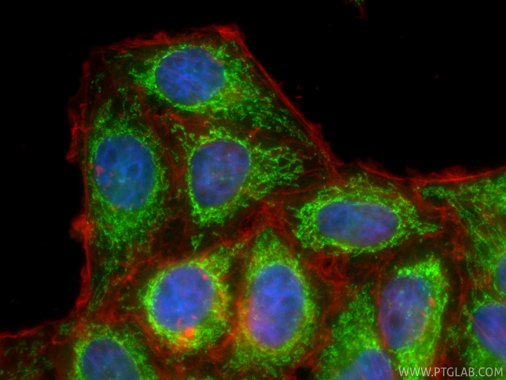 Immunofluorescence (IF) / fluorescent staining of HepG2 cells using CoraLite® Plus 488-conjugated PDH E1 Alpha Polyclo (CL488-18068)