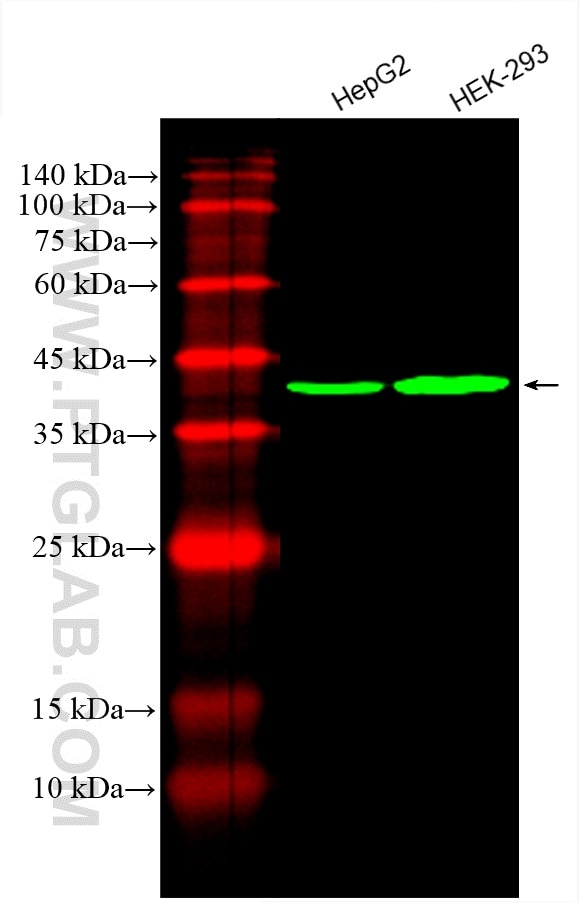 Western Blot (WB) analysis of various lysates using CoraLite® Plus 488-conjugated PDH E1 Alpha Monoclo (CL488-66119)
