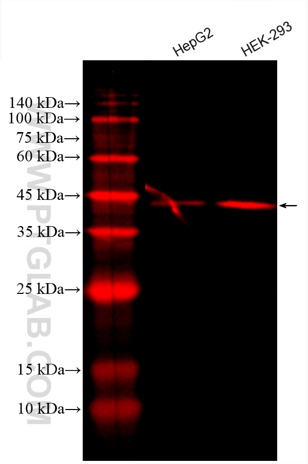 Western Blot (WB) analysis of various lysates using CoraLite®594-conjugated PDH E1 Alpha Monoclonal an (CL594-66119)