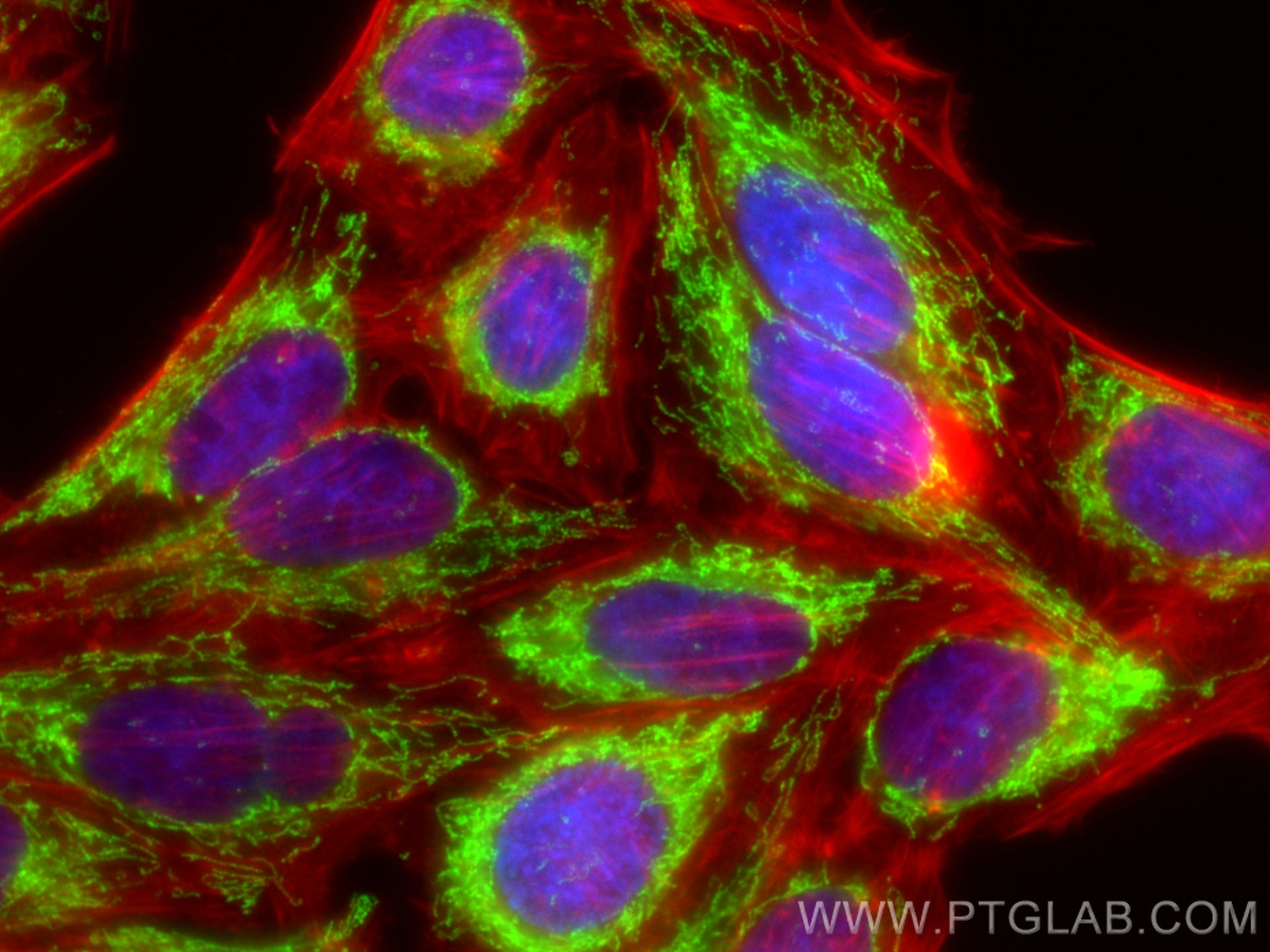 Immunofluorescence (IF) / fluorescent staining of HepG2 cells using PDH E1 Alpha Polyclonal antibody (18068-1-AP)