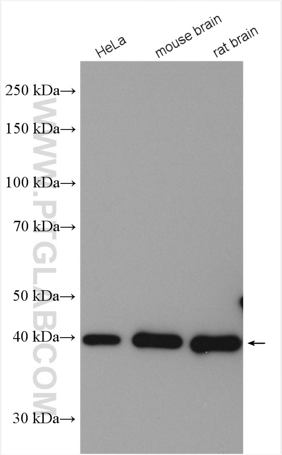 Western Blot (WB) analysis of various lysates using PDH E1 Alpha Polyclonal antibody (18068-1-AP)